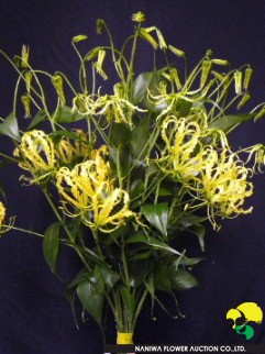 Gloriosa Rutea.jpg